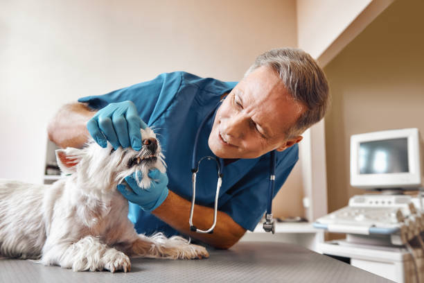 Best Root Canal Emergency Dentist  in Middleburg, PA